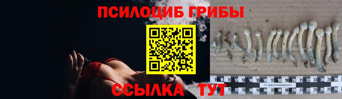 Галлюциногенные грибы Psilocybe Заинск